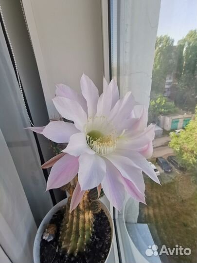 Кактус цветущий