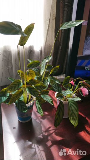 Калатея ктенанта