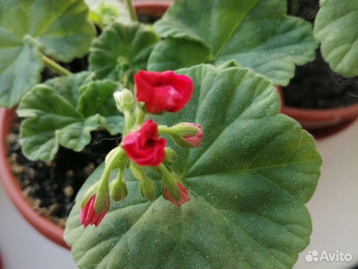 Герань пеларгония