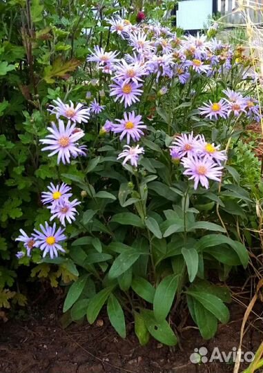 Многолетники