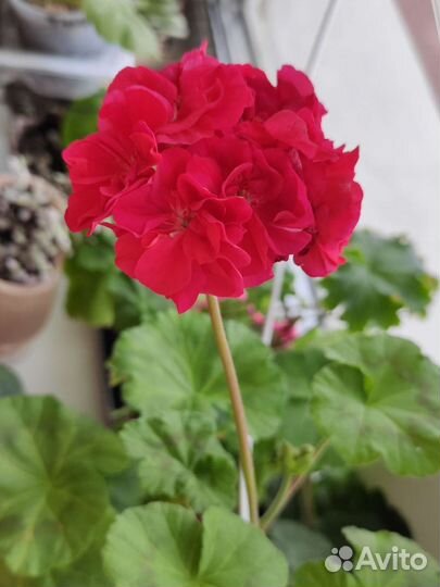 Пеларгония герань розебудная