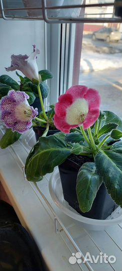 Глоксиния цветущая