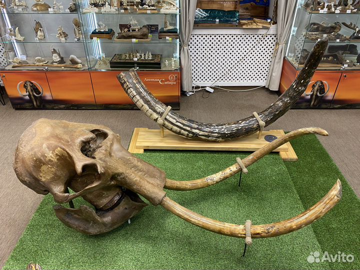 Голова шерстистого мамонта (имитация), сувенир