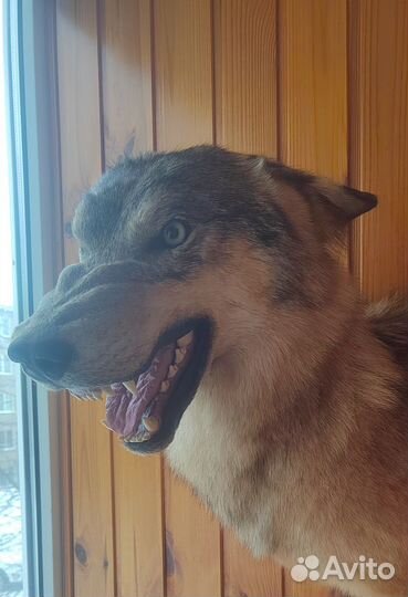 Чучело волка