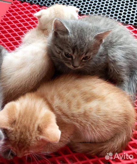 Кошки породистые