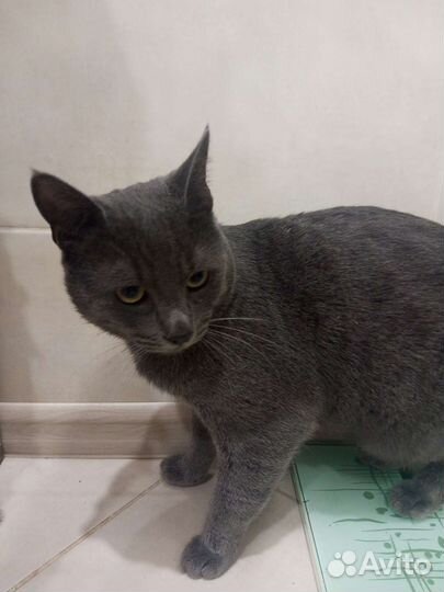 Британский кот