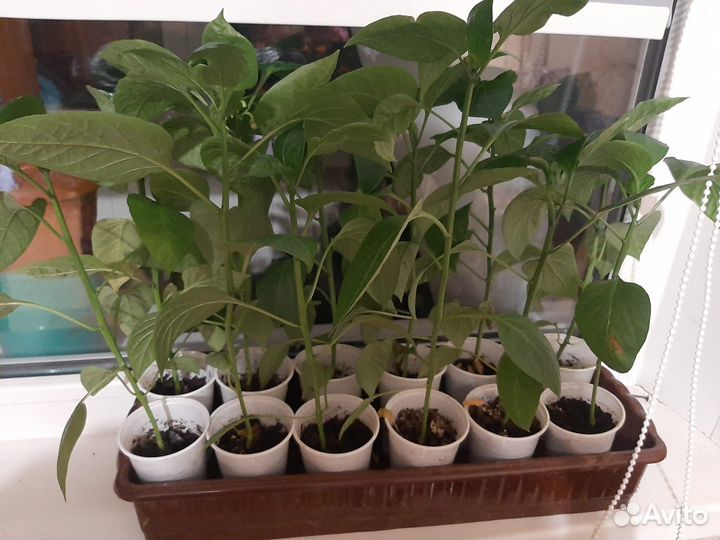 Рассада перца