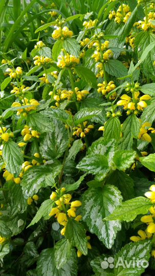 Цветы для сада