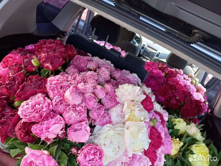 Пионы, букет, срезка, сезонные цветы