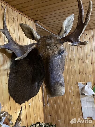 Чучело Лося