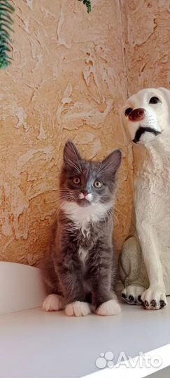 Котят в Добрые руки