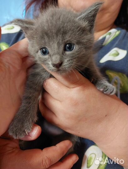 Продаются котята