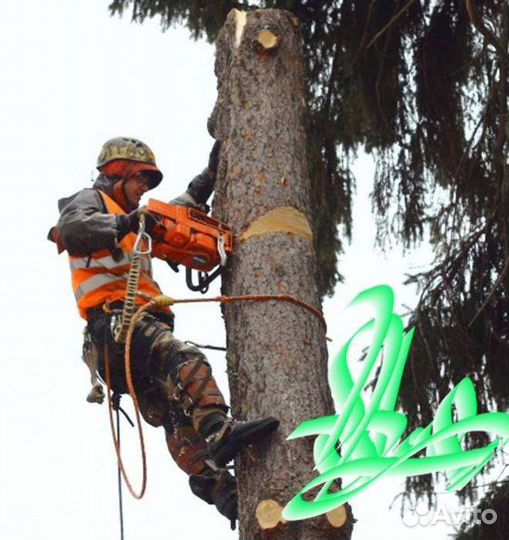 Спил деревьев