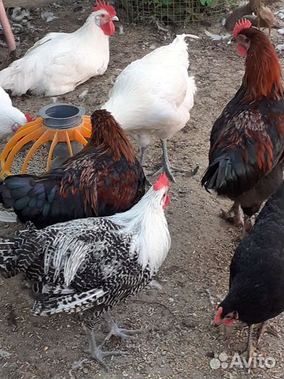 Петухи на племя
