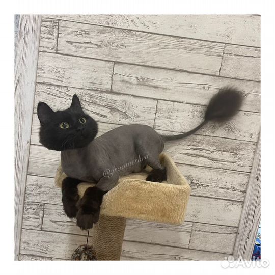 Стрижка кошек с выездом на дом,опытный грумер