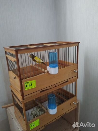 Кенар овсяночного напева