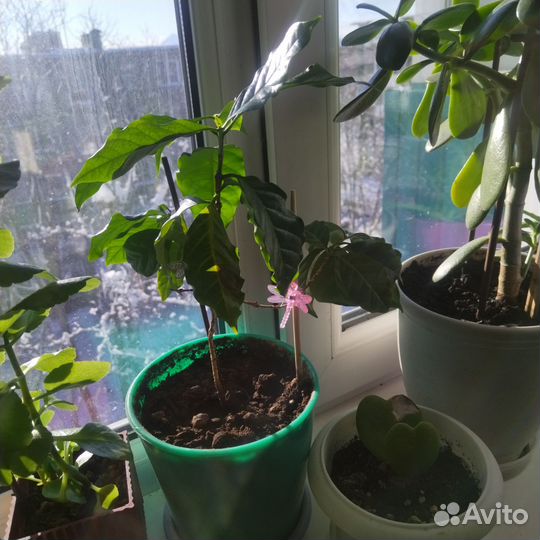 Продам цветы комнатные