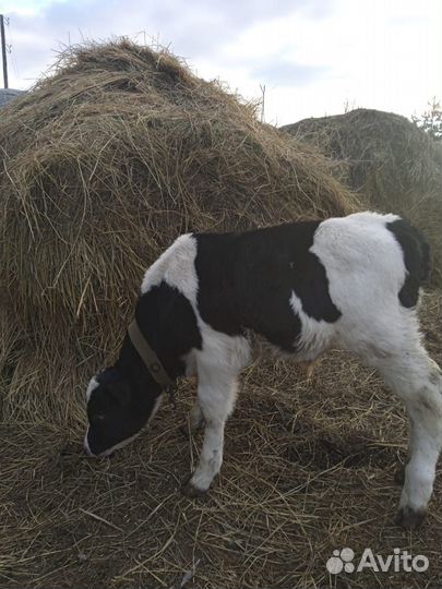 Бычки и быки