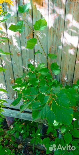 Липа мелколистная и жасмин садовый. Саженцы