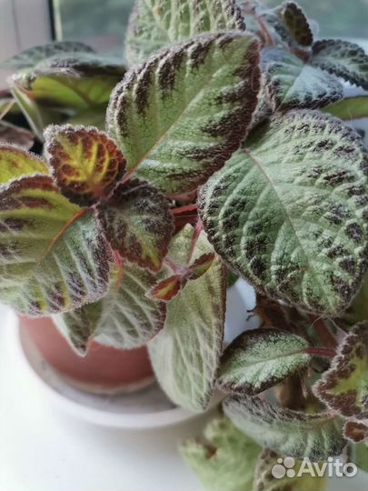 Эписция Гепард