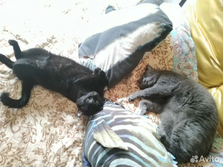 Домашняя атмосфера для ваших любимцев