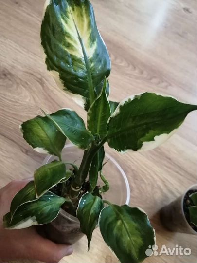 Диффенбахия 