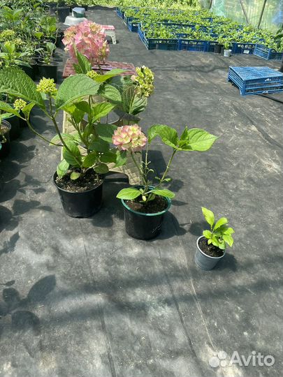 Гортензия крупнолистная