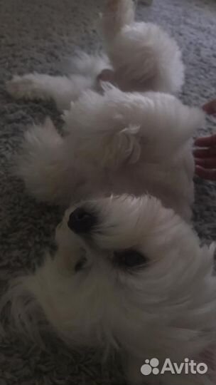 Мальтезе вязка