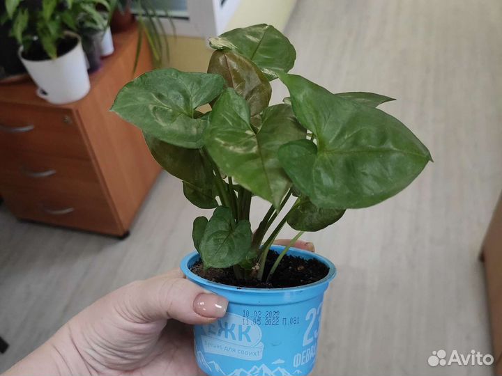 Сингониум шоколад