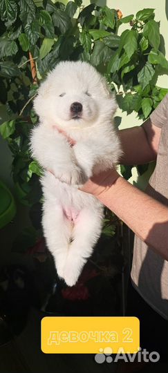 Щенки самоеда