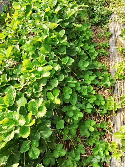 Расаде клубника касете Априке Азия Джоли