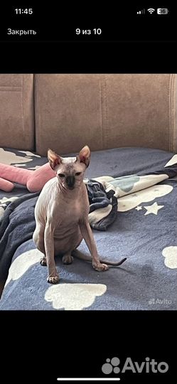 Кошки донской сфинкс