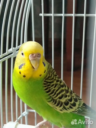 Волнистый попугай с клеткой
