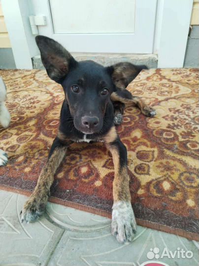 Собака подросток девочка ищет дом