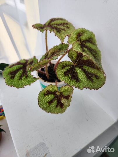 Бегония Мэсона