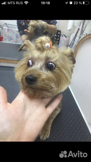 Стрижка котиков и собак на дом