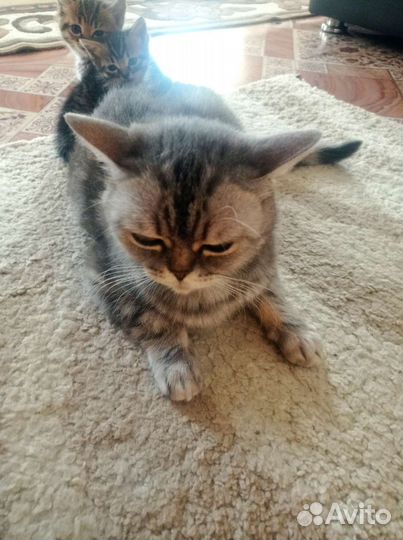 Кошка британские