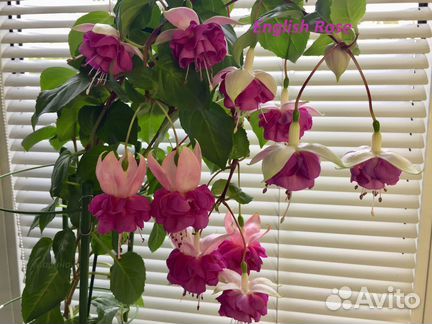 Сортовые фуксии, около 30 сортов