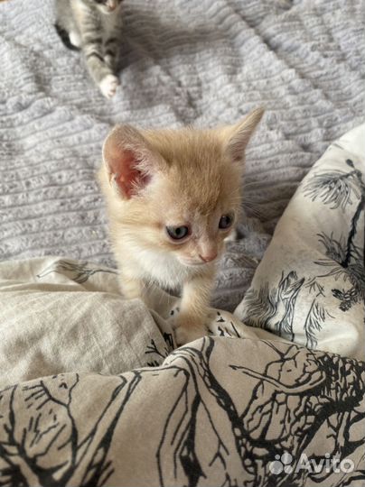 Кошка в дар бесплатно