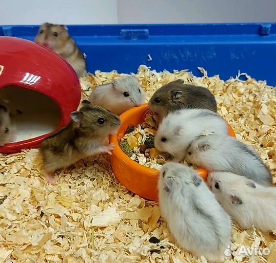 Джунгарские хомячки