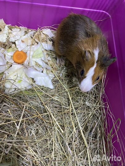 Морская свинка