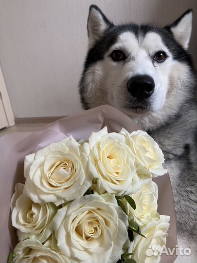 Вязка, чистокровный хаски мальчик