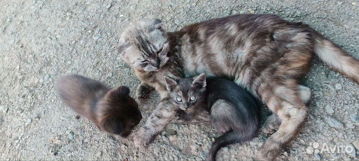 Шотландские вислоухие котята бесплатно