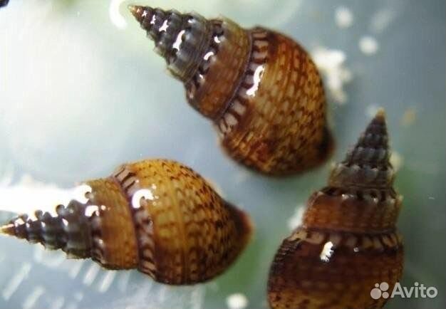 Аквариумные улитки Мелания