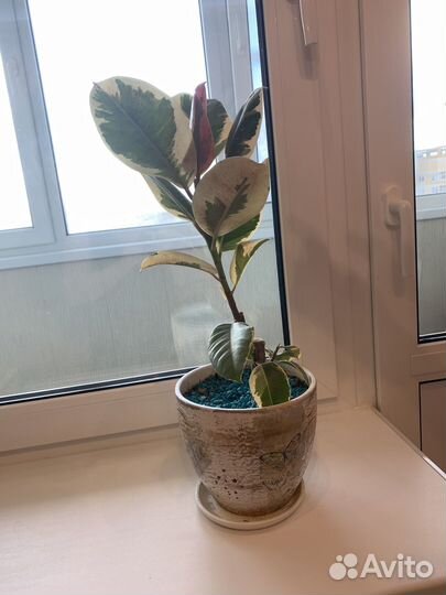 Фикус эластика тинеке