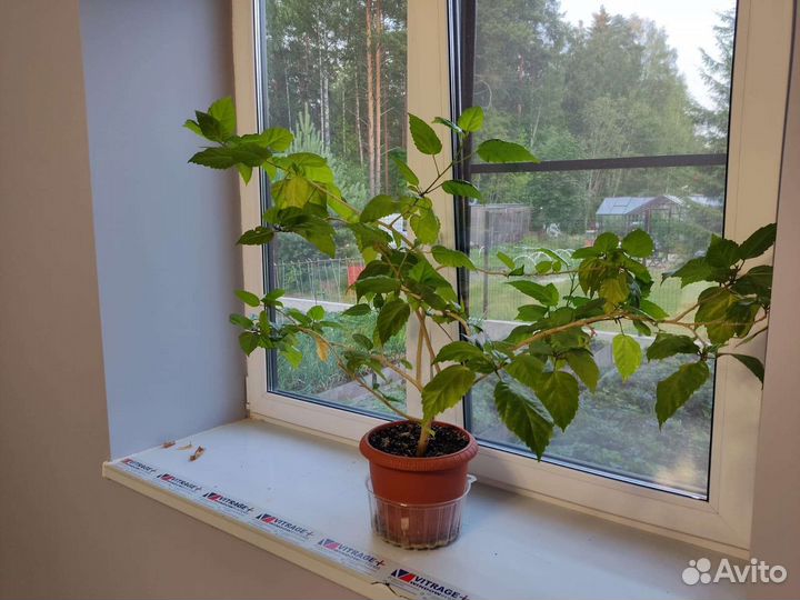 Гибискус китайская роза