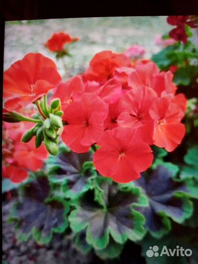 Пеларгония герань сортовые