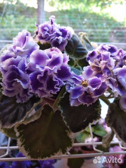 Фиалка сортовая, детки из листиков