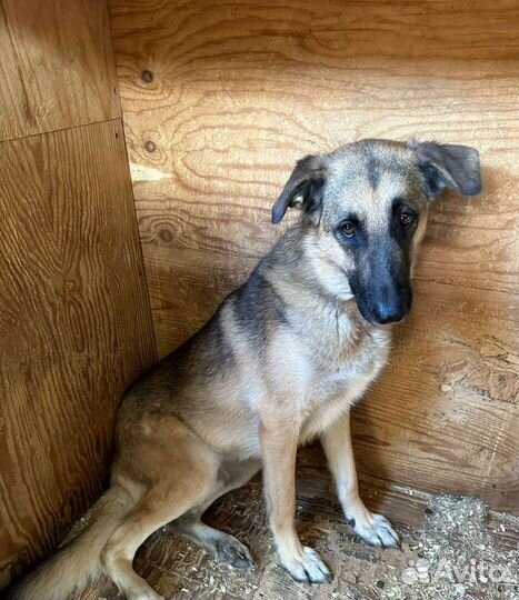 Коупный пес Айс грустит в приюте