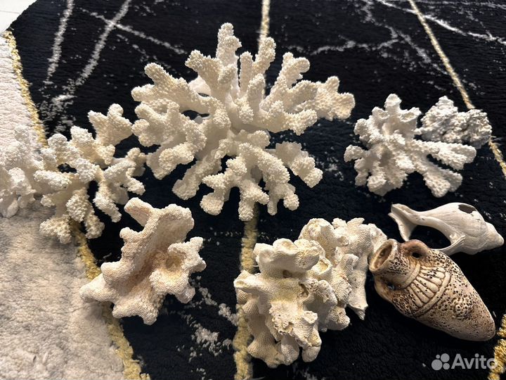 Морские кораллы